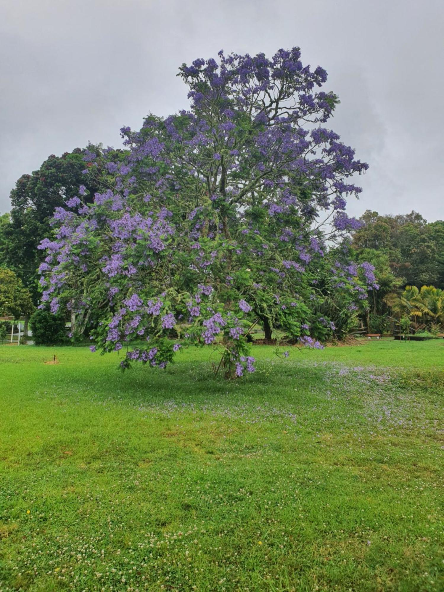 Hotel Kiwiblue à Kerikeri Extérieur photo